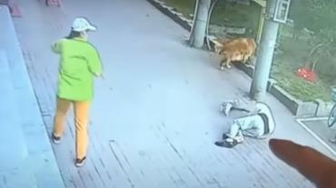 Gato cai na cabeça de homem e o deixa inconsciente; vídeo