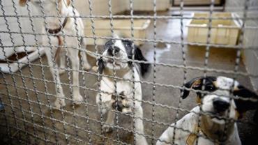 Adoção e abandono de animais domésticos aumentam durante a pandemia