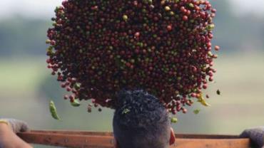 Conab: café terá safra recorde em 2020