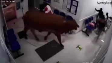 Vaca irritada invade hospital e assusta pacientes