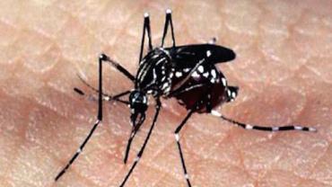 Pessoas que tiveram dengue são propensas a ter sintomas da covid-19