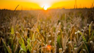 Governo fixa ações para avaliar importação de produtos agropecuários