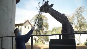 Desvendando Cozinhas: Raul Lemos visita Zoológico de São Paulo e mostra mega operação por trás da alimentação dos animais