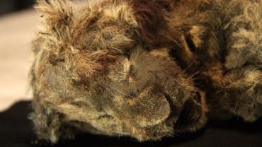 Filhote de leão-das-cavernas de 28 mil anos é considerado o animal mais bem preservado já encontrado