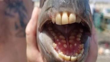Peixe com 'dentes humanos' é capturado nos Estados Unidos
