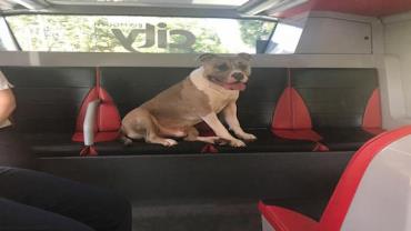 Cachorro perdido pega ônibus sozinho e reencontra dono
