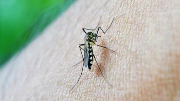 Casos de chikungunya crescem e de dengue caem em 2021, diz ministério