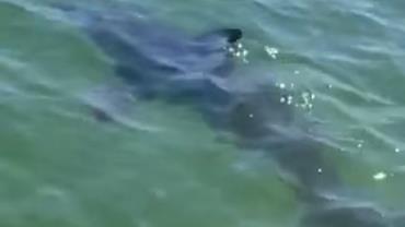 Tubarão é flagrado em mar de Ubatuba, SP; vídeo