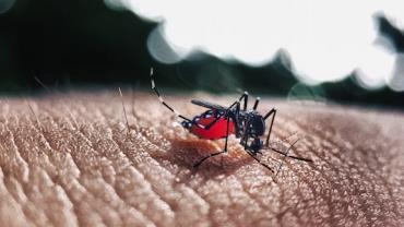 SP: Votuporanga decreta epidemia de dengue