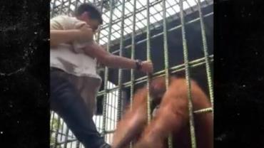 Rapaz é agarrado por orangotango em zoológico e entra em desespero; vídeo