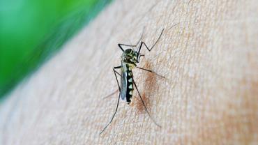 Dengue tem alta de mortes de 130% nos seis primeiros meses do ano