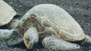 Dezenas de tartarugas marinhas verdes foram esfaqueadas por pescador no Japão