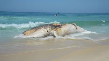 Projeto da Petrobras encontra mais de 30 mil animais mortos em praias