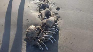 Banhistas encontram esqueleto parecido com de sereia na Austrália