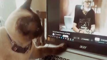 Gata reconhece tutor falecido em vídeo e comove web; assista