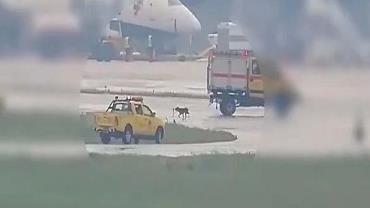 Cachorro invade pista de aeroporto e atrasa voos