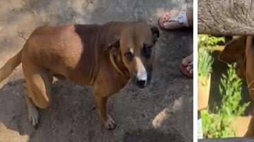 Cachorro caramelo arranca parte da orelha de bandido durante tentativa de furto