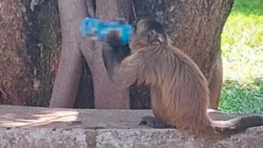 Macaco é flagrado bebendo energético em faculdade de Goiás