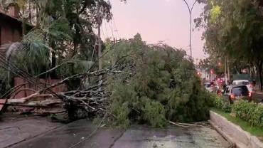 Chuvas em SP provocam alagamentos e queda de árvores