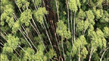 Helicóptero desaparecido é achado em Paraibuna