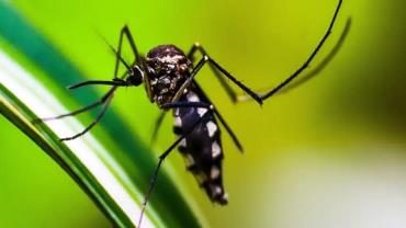 DF já pode ter ultrapassado recorde de casos de dengue, diz Saúde