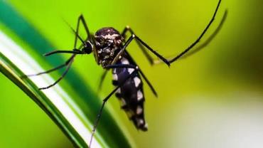 DF registra 38 mortes por dengue e lidera ranking no país