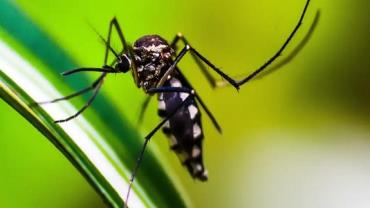 Estado do Rio de Janeiro decreta epidemia de dengue