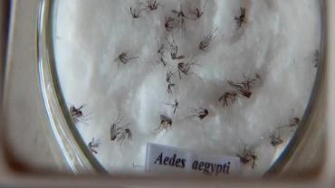 Minas Gerais responde por um em cada três casos de dengue no país
