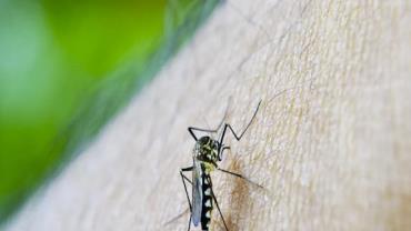 Prefeitura de São Paulo decreta estado de emergência por dengue