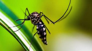Brasil supera 1 mil mortes por dengue este ano