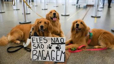 Após morte de Joca, tutores se manifestam no aeroporto de Brasília