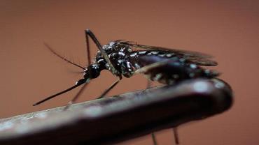 SP tem epidemia de dengue em todos os 96 bairros da cidade
