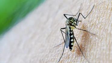 Mortes por dengue passam de 2 mil desde o início do ano