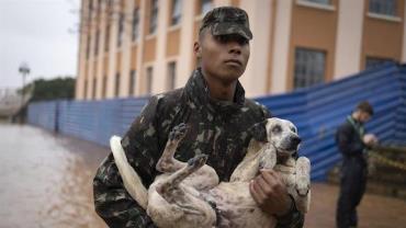 Chuvas no RS: veterinárias paulistas vão ajudar no resgate de animais