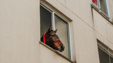 Depois de Caramelo, cavalo fica preso no terceiro andar de prédio no RS