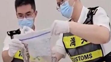 Homem é preso com 100 cobras vivas em sua calça