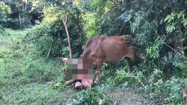 Homem nu tenta abusar de vaca e acaba sendo atacado pelo animal