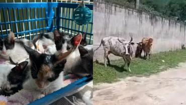 Bois, cavalo e gatos são resgatados em complexo penitenciário