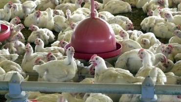 China, UE e Argentina suspendem compras de carne de frango do Brasil