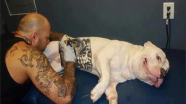 Governo sanciona lei que proíbe tatuagens e piercings em cães e gatos