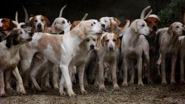 Homem é preso suspeito de matar e cremar cerca de 10 cachorros