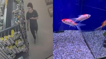 Homem engole peixe vivo em pet shop e dedica ato a Donald Trump