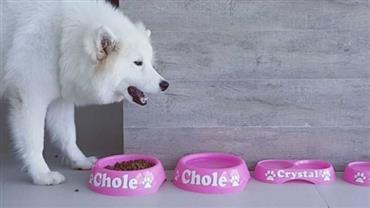 Nicole Bahls publica vídeo de sua cachorrinha e internautas alertam sobre gafe: "Apaga que dá tempo"