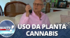 Óleo de maconha: Uso da planta Cannabis tem sido usada para fins medicinais