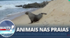 Animais selvagens viram atração em algumas praias do Brasil