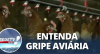 Gripe Aviária: Veja as principais dúvidas sobre o vírus