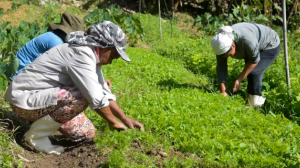 Dívida rural RS: governo libera R$ 1,8 BI para descontos