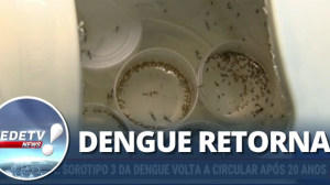 Alerta: Sorotipo 3 da Dengue volta a circular após 20 anos