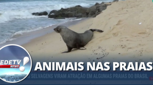 Animais selvagens viram atração em algumas praias do Brasil