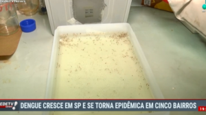 Dengue cresce em São Paulo e se torna epidêmica em cinco bairros